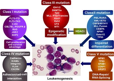 Roles of Histone Deacetylases in Acute Myeloid Leukemia With Fusion Proteins